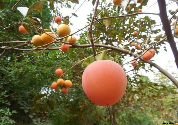 Growing Persimmons Information Guide