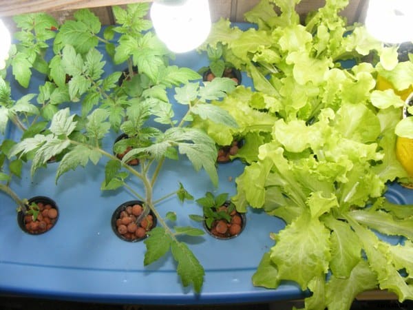 Aeroponics System Information For Beginners