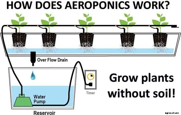 Aeroponics System Information For Beginners