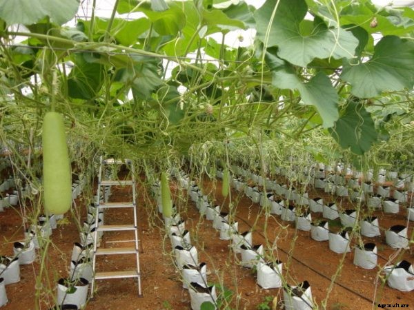 Polyhouse Production For Beginners