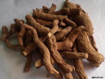 Sarpagandha Cultivation – A Beginners Guide