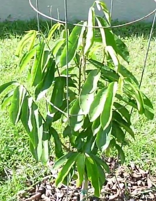 Soursop Fruit Farming Guide For Beginners