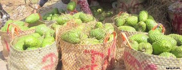 Soursop Fruit Farming Guide For Beginners
