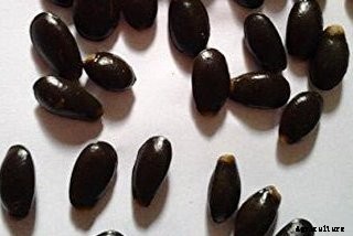 Soursop Fruit Farming Guide For Beginners