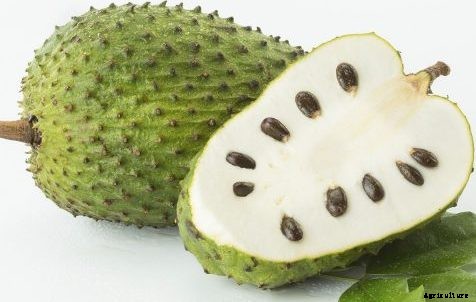 Soursop Fruit Farming Guide For Beginners