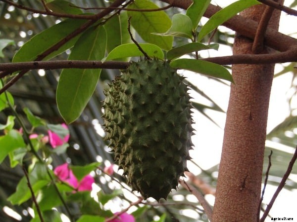 Soursop Fruit Farming Guide For Beginners