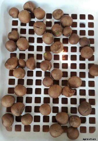 Rose Apple Growing (Wax Apple) Guide