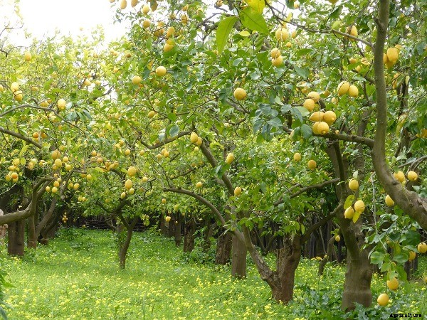 Acid Lime Cultivation Practices Information