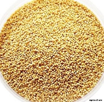 Foxtail Millet Farming Information Guide