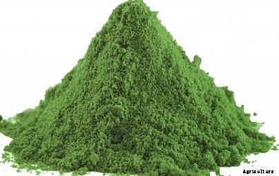 Growing Spirulina at Home Information