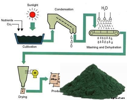 Growing Spirulina at Home Information