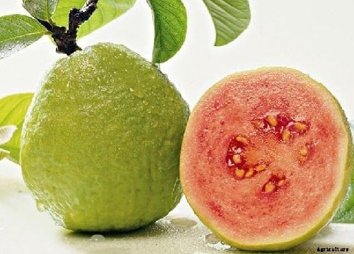 Guava Production Practices (Month Wise) Guide