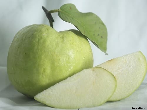 Guava Production Practices (Month Wise) Guide