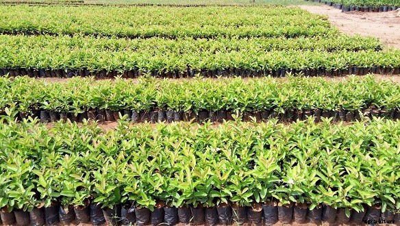 Guava Production Practices (Month Wise) Guide