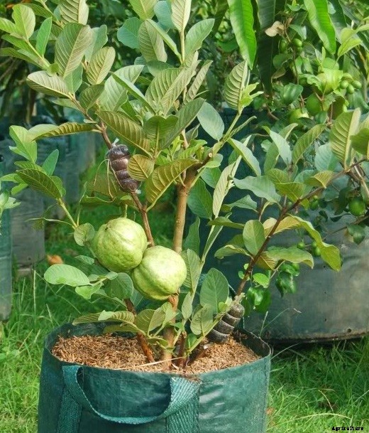 Guava Production Practices (Month Wise) Guide