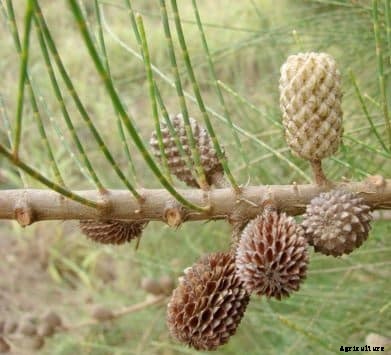 Casuarina Cultivation Information Guide