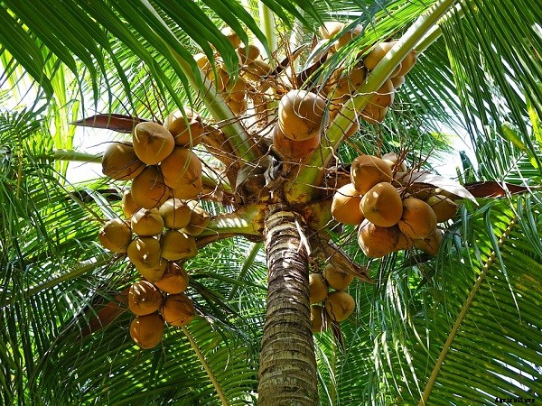 Coconut Production – A Month Wise Practices