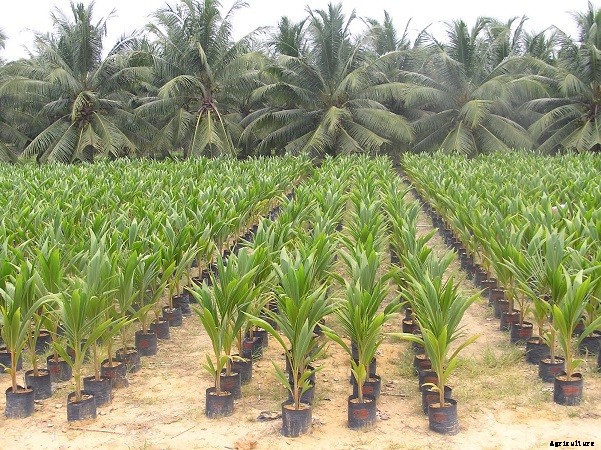 Coconut Production – A Month Wise Practices