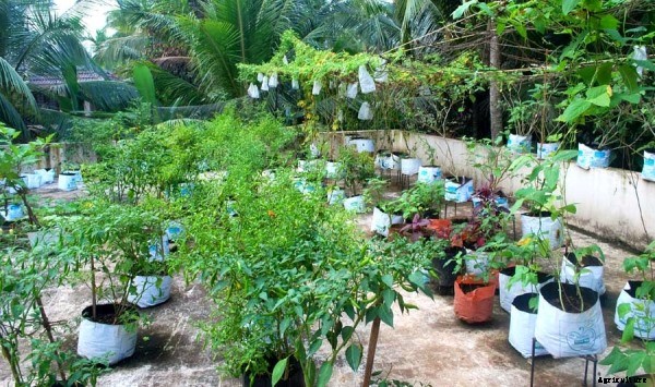 Gardening Ideas and Tips For Beginners