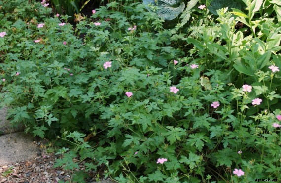 Geranium Cultivation Information Guide
