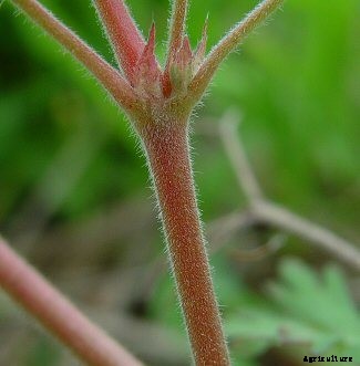 Geranium Cultivation Information Guide