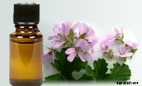 Geranium Cultivation Information Guide