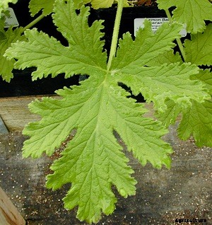 Geranium Cultivation Information Guide