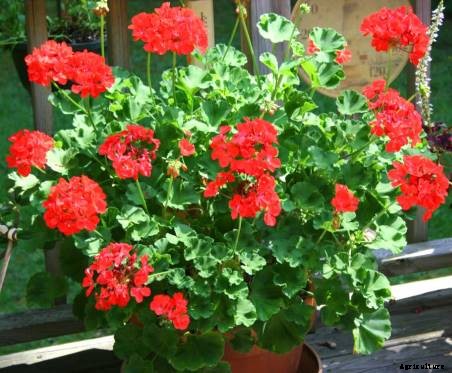 Geranium Cultivation Information Guide