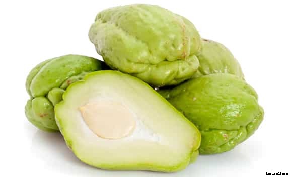 Chow Chow Vegetable Farming Guide