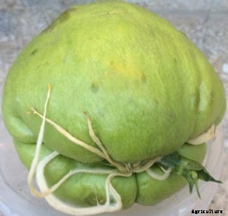 Chow Chow Vegetable Farming Guide