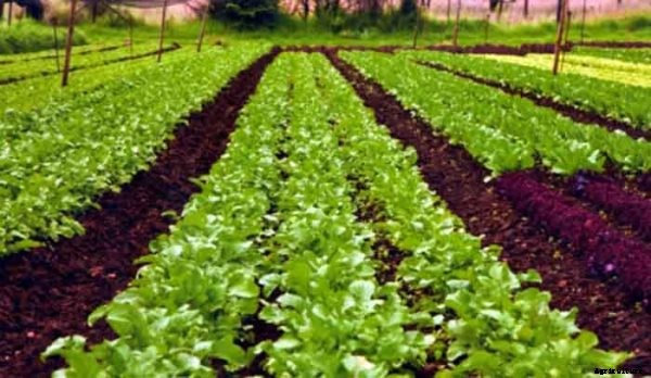 Organic Agriculture Information Guide
