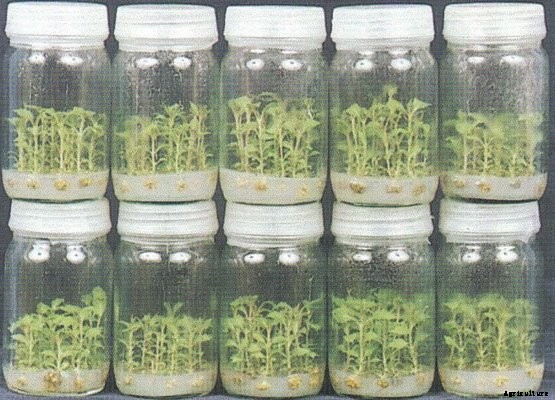 Plant Tissue Culture Questions & Answers