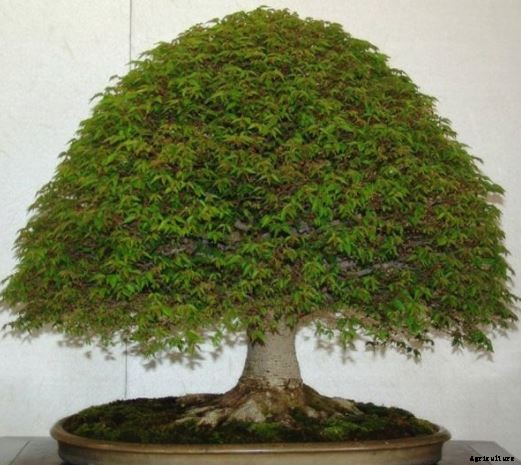 Bonsai Tree Growing For Beginners