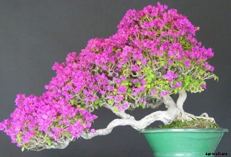 Bonsai Tree Growing For Beginners