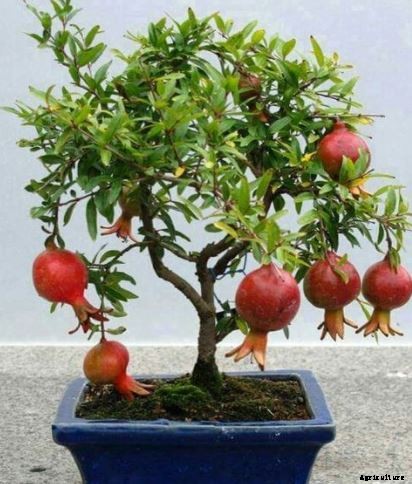 Bonsai Tree Growing For Beginners