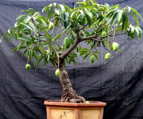 Bonsai Tree Growing For Beginners
