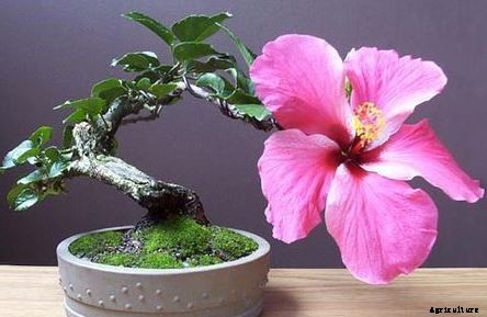 Bonsai Tree Growing For Beginners