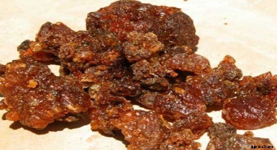 Guggul Cultivation, Planting, Care, and Harvesting