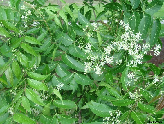 Neem Cultivation and It’s Importance