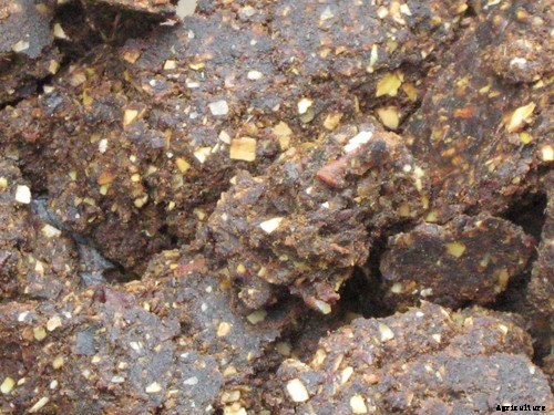 Neem Cultivation and It’s Importance