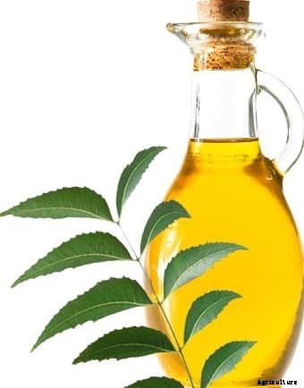 Neem Cultivation and It’s Importance