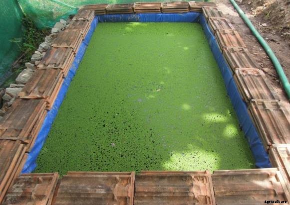 Azolla Cultivation Information Guide