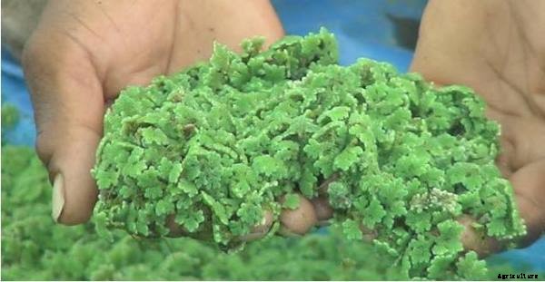Azolla Cultivation Information Guide