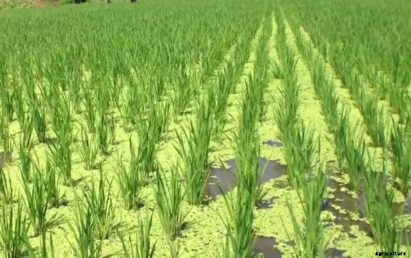 Azolla Cultivation Information Guide