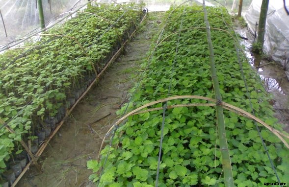 Patchouli Farming Information Guide