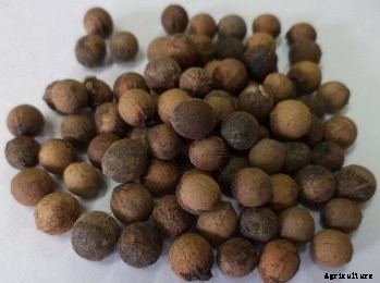 Sandalwood Cultivation Information Guide