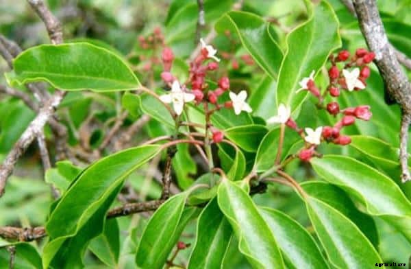 Sandalwood Cultivation Information Guide