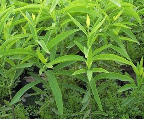 Sandalwood Cultivation Information Guide
