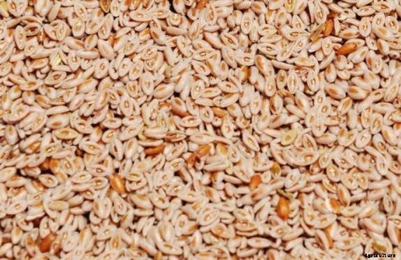 Isabgol Cultivation Information Guide