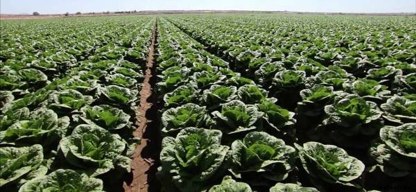 Lettuce Cultivation Information Guide